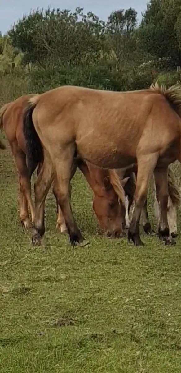 Yearling - Image 2