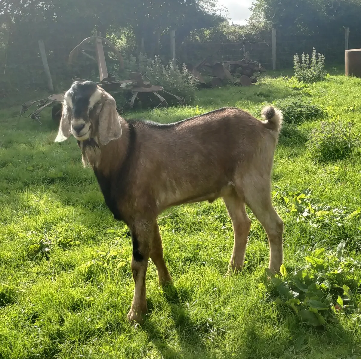 Nubian Goat's - Image 3