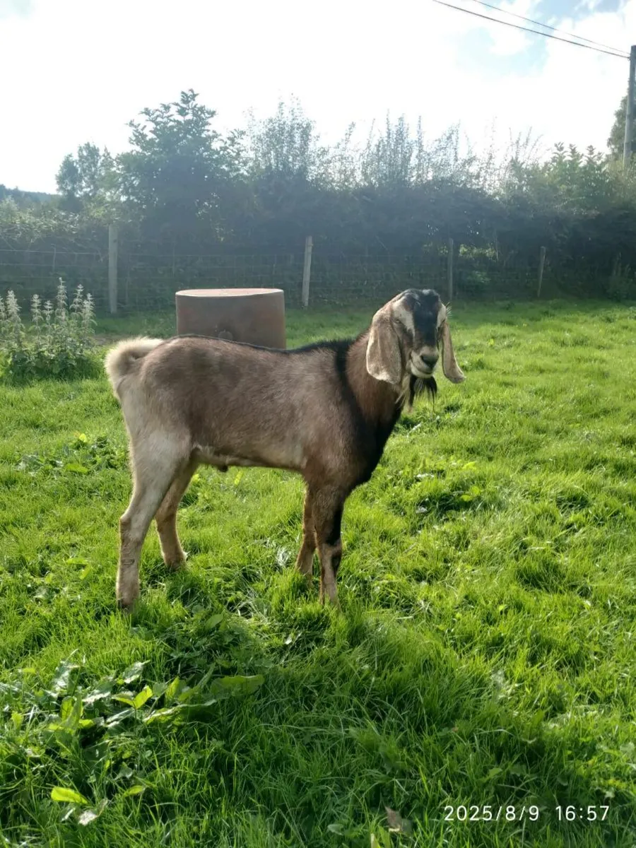 Nubian Goat's - Image 4