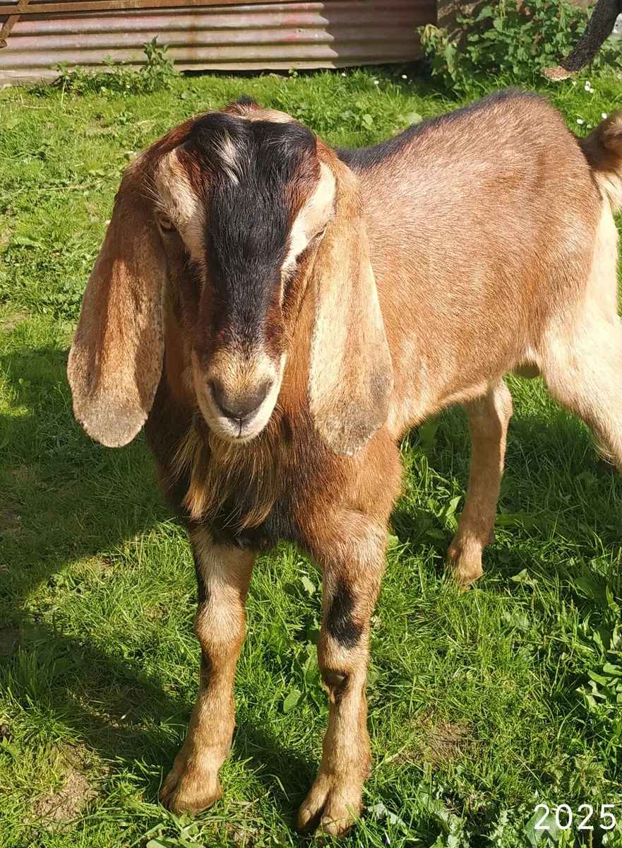 Nubian Goat's - Image 1