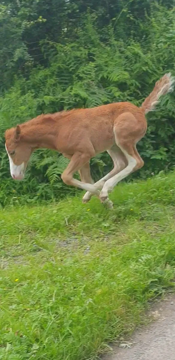 Yearling - Image 3
