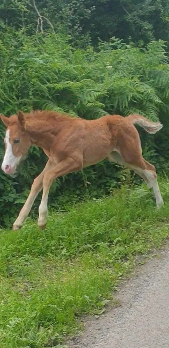 Yearling - Image 4
