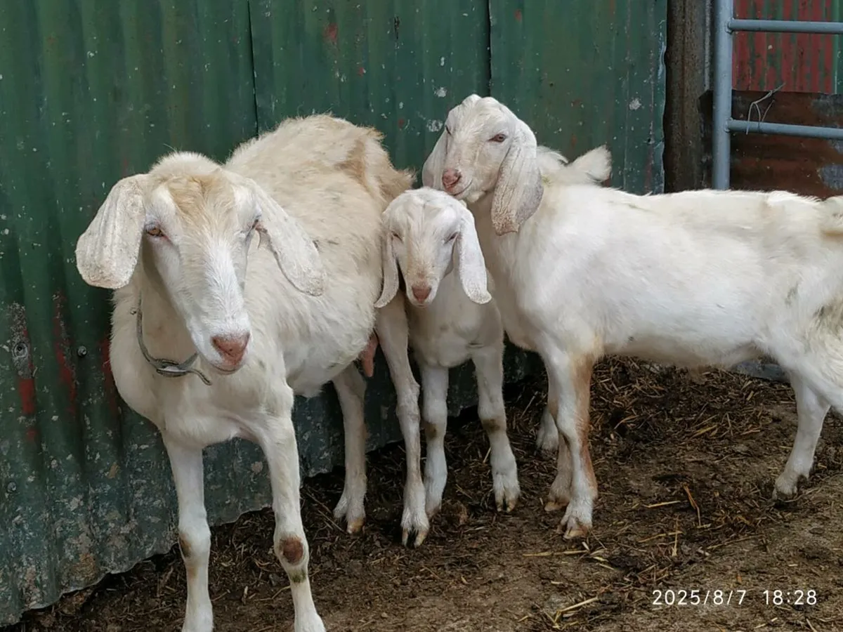 Nubian Goat's - Image 2