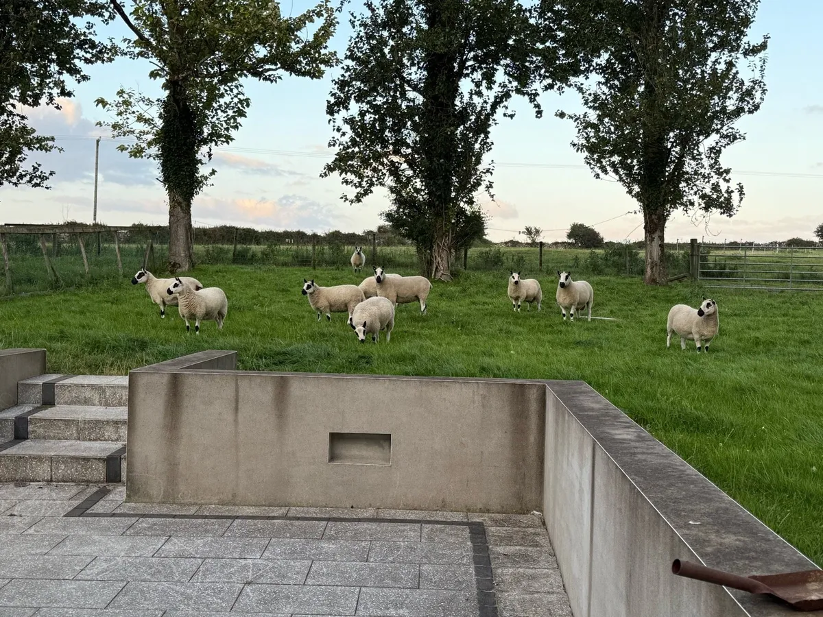 Kerry Hill Ram Lambs - Image 4