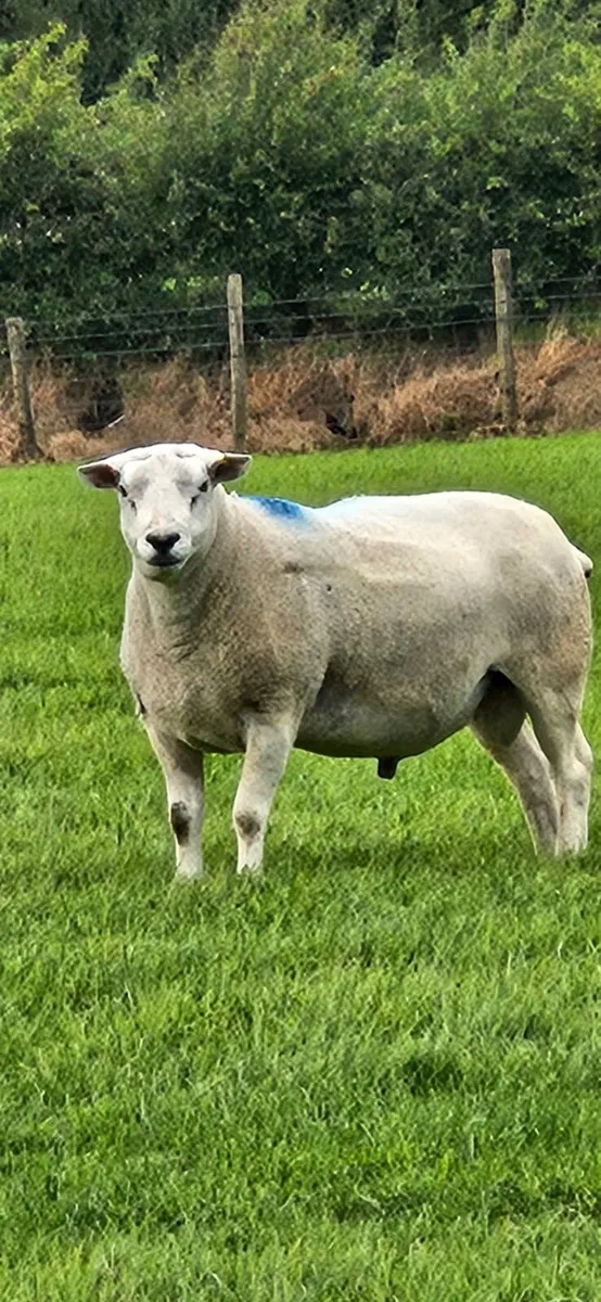 Rams - Image 1