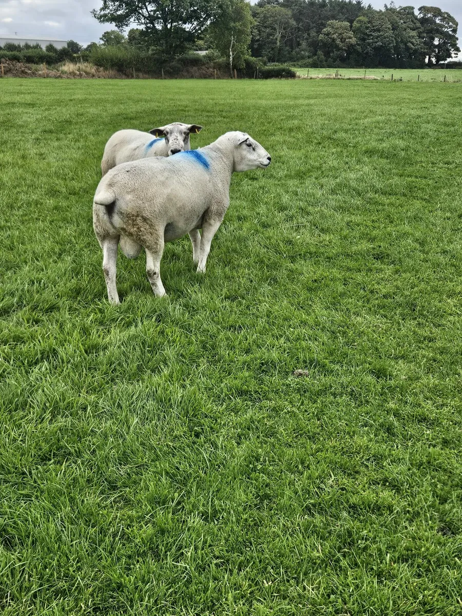 Rams - Image 2