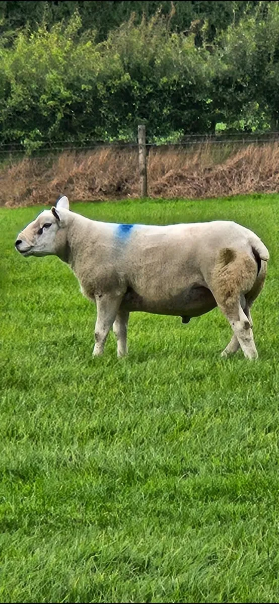 Rams - Image 4