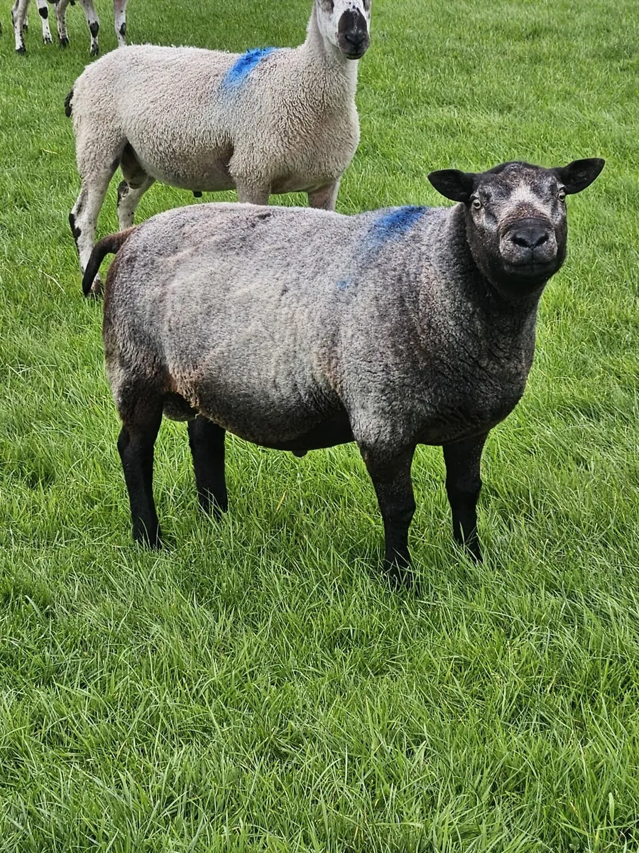 Blue texel ram - Image 1