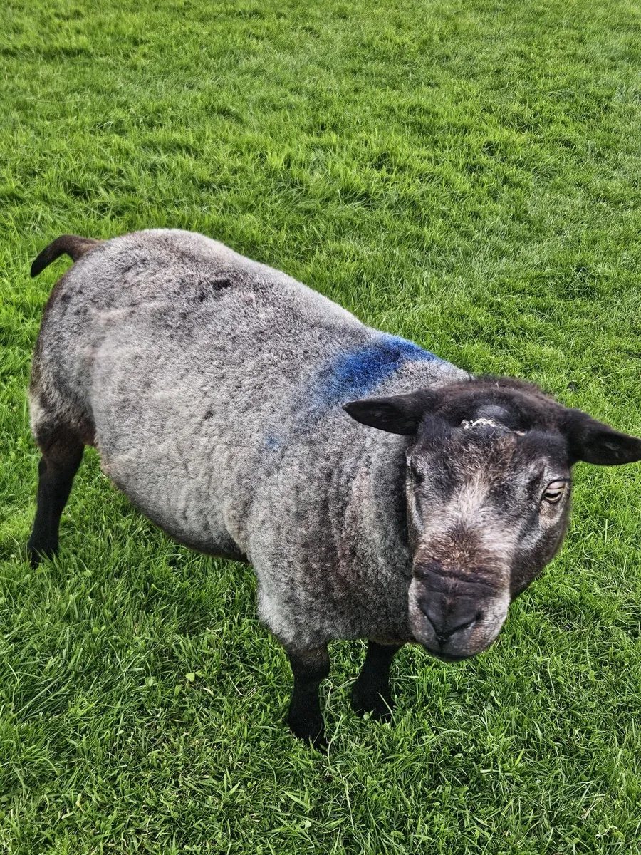 Blue texel ram - Image 2