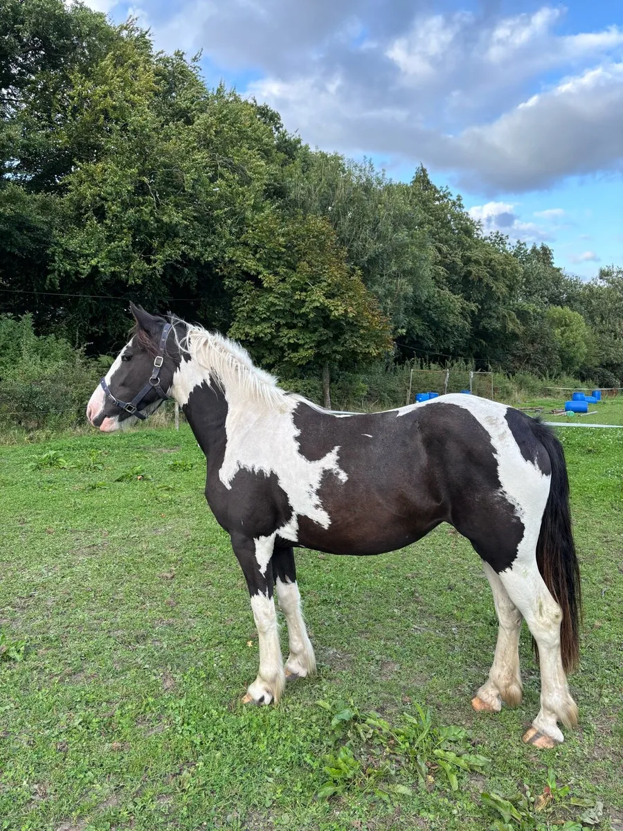 2yr filly Piebald - Image 1