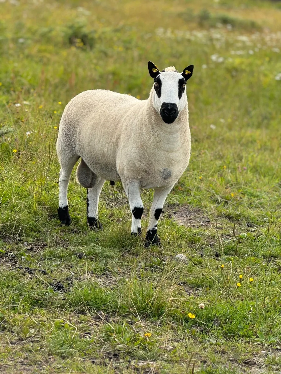 Kerry Hill Ram Lambs - Image 1