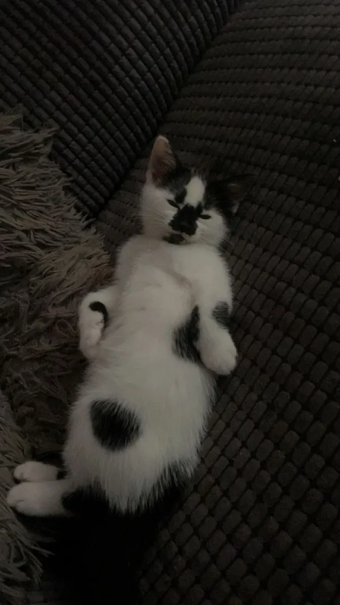 Kitten - Image 1