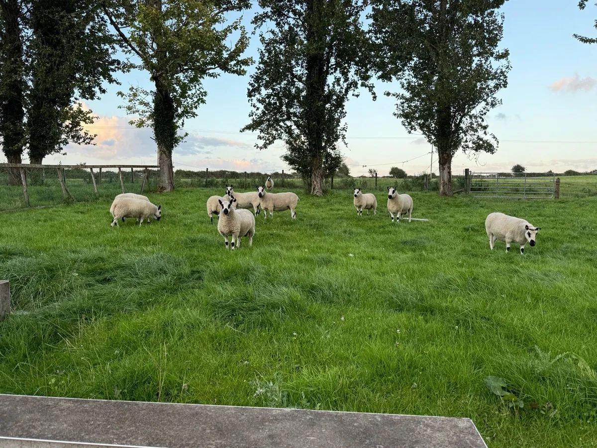 Kerry Hill Ram Lambs - Image 2