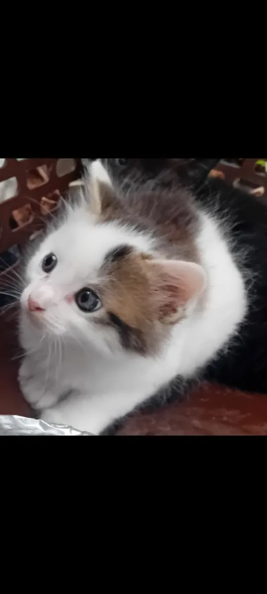 Kittens - Image 1