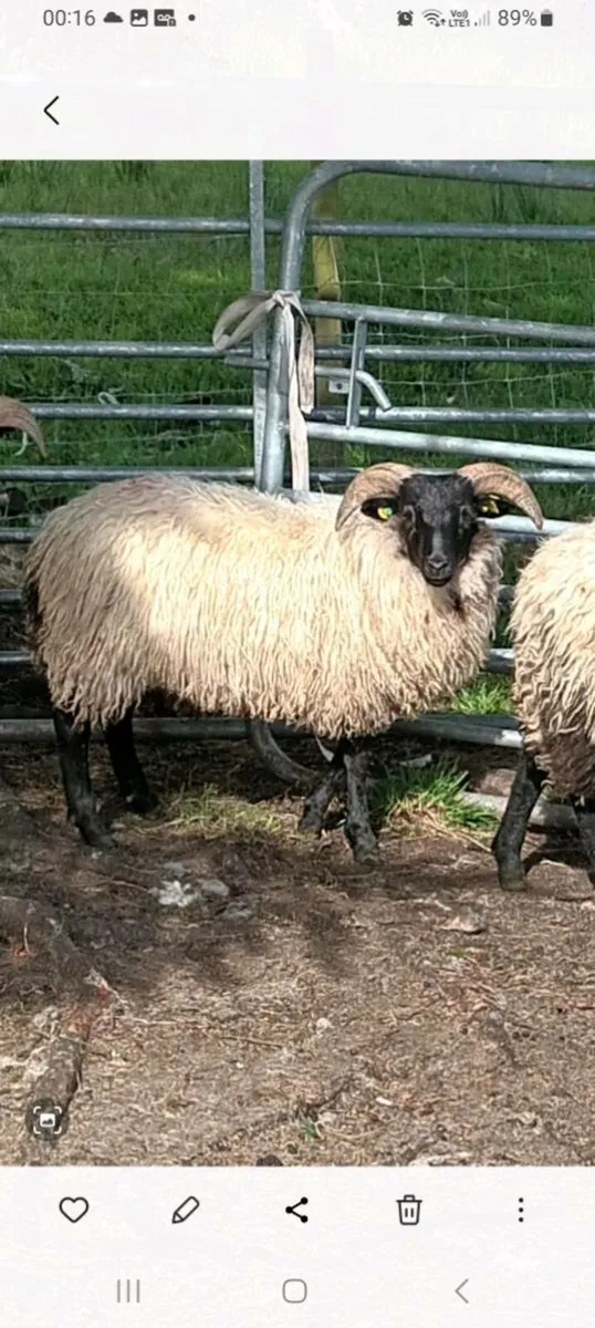 Sis approved ram lambs - Image 2