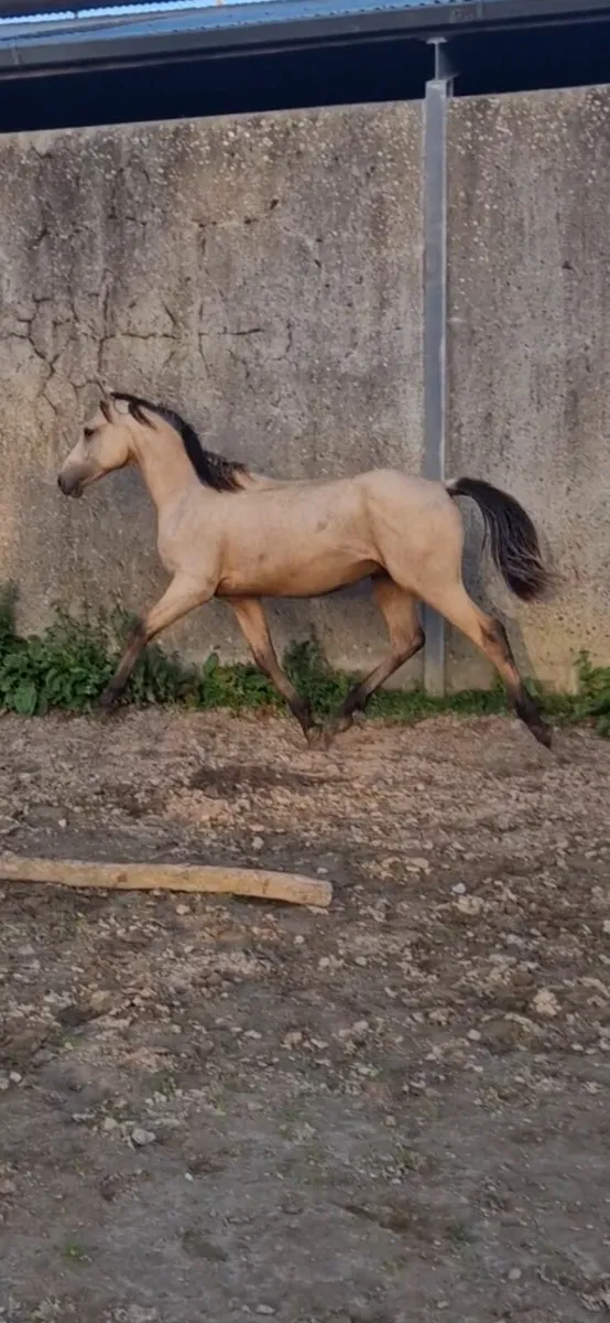 Dun Yearlings (Geldings) - Image 2