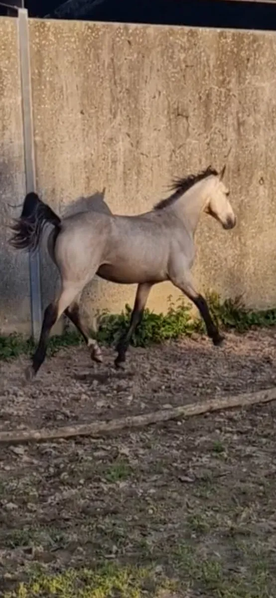 Dun Yearlings (Geldings) - Image 3