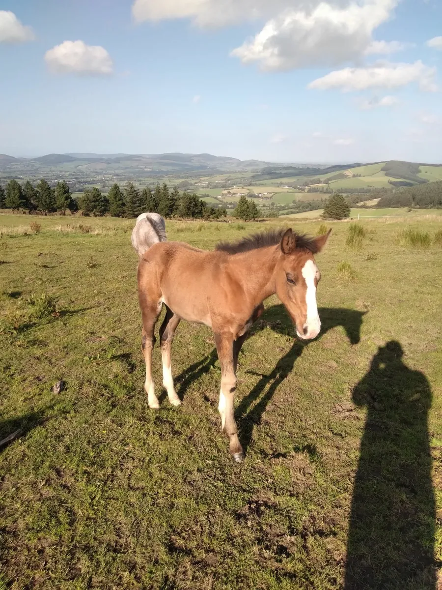 Cob mare x tb  with id filly foal - Image 2