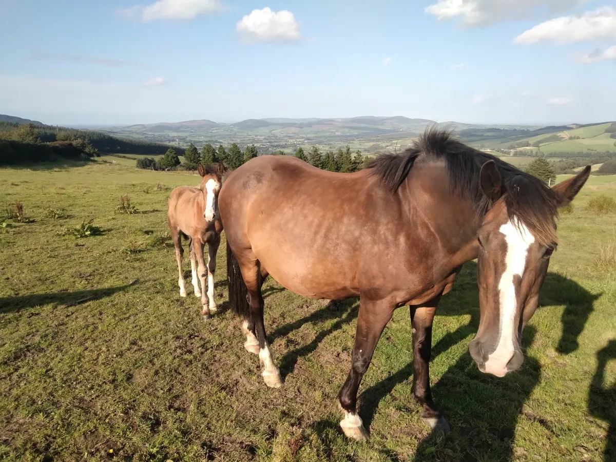 Cob mare x tb  with id filly foal - Image 3