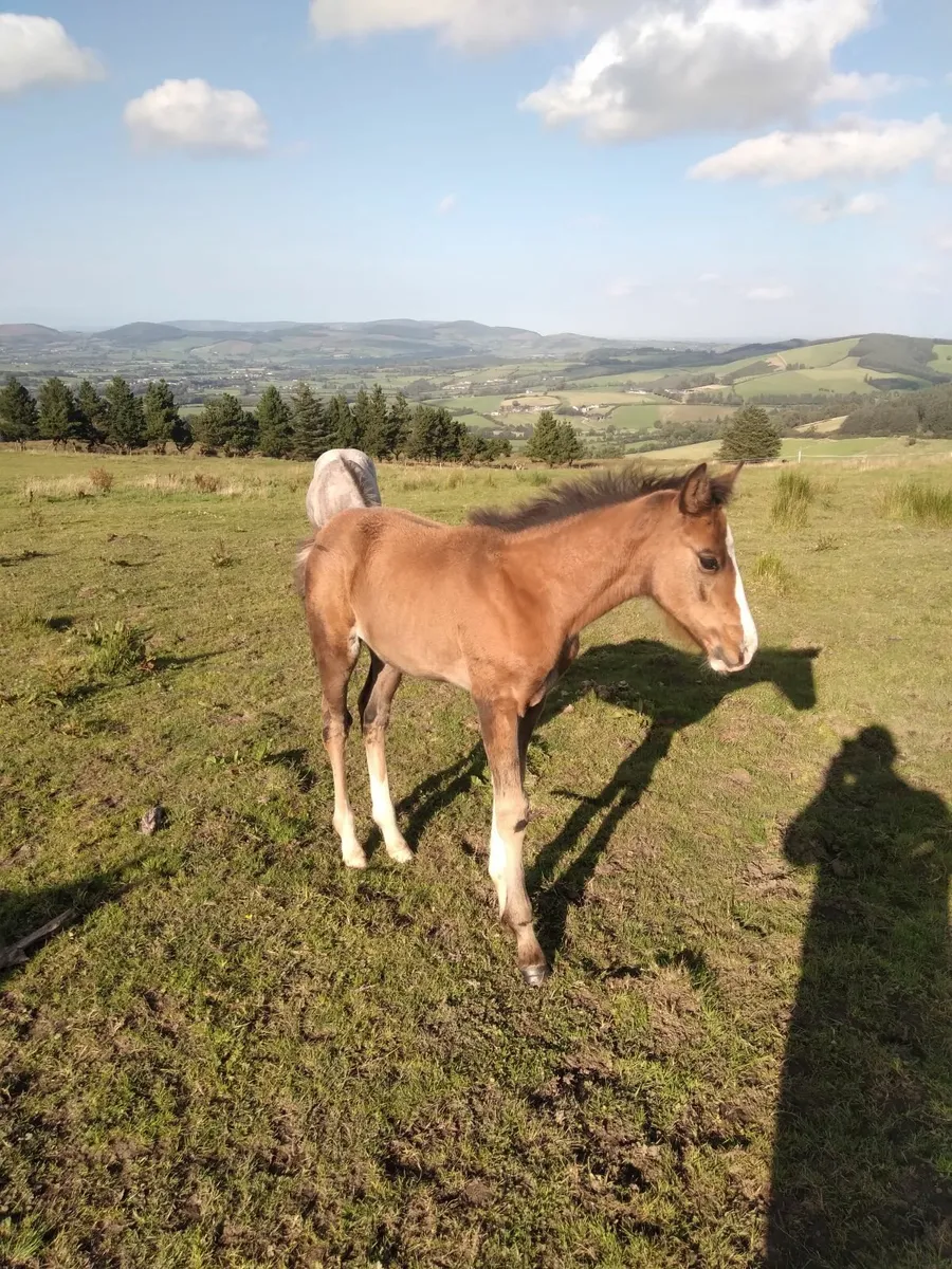 Cob mare x tb  with id filly foal - Image 4