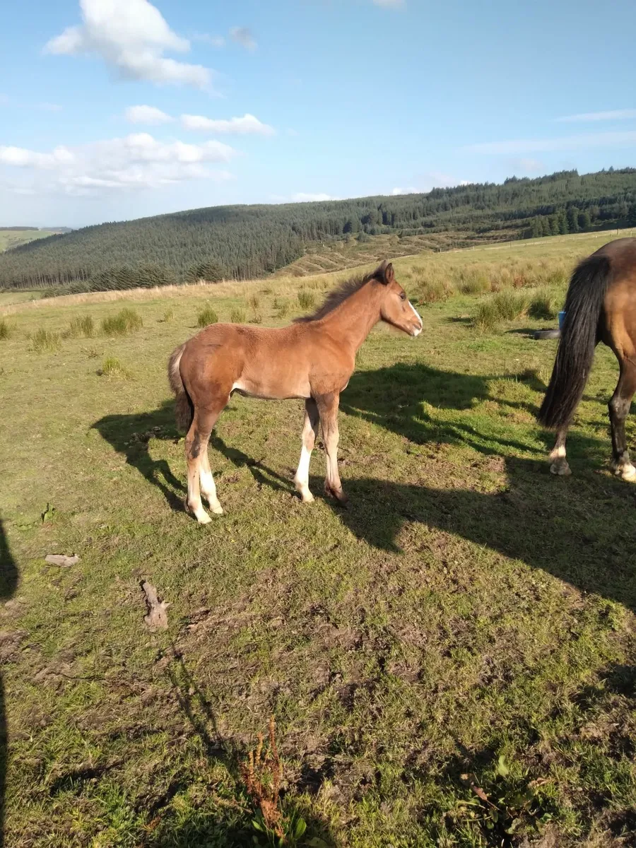 Heigh ho dubh filly foal with cob mare - Image 2