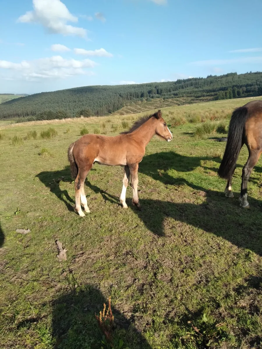 Heigh ho dubh filly foal with cob mare - Image 1