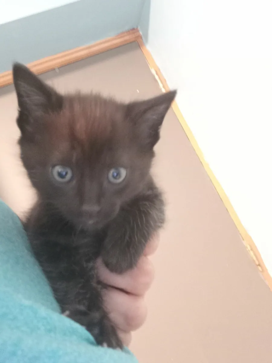 Kittens - Image 2