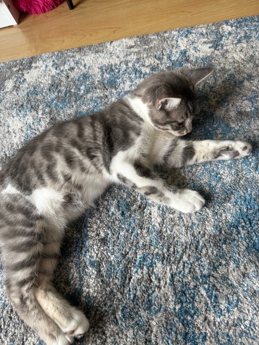 kitten - Image 3