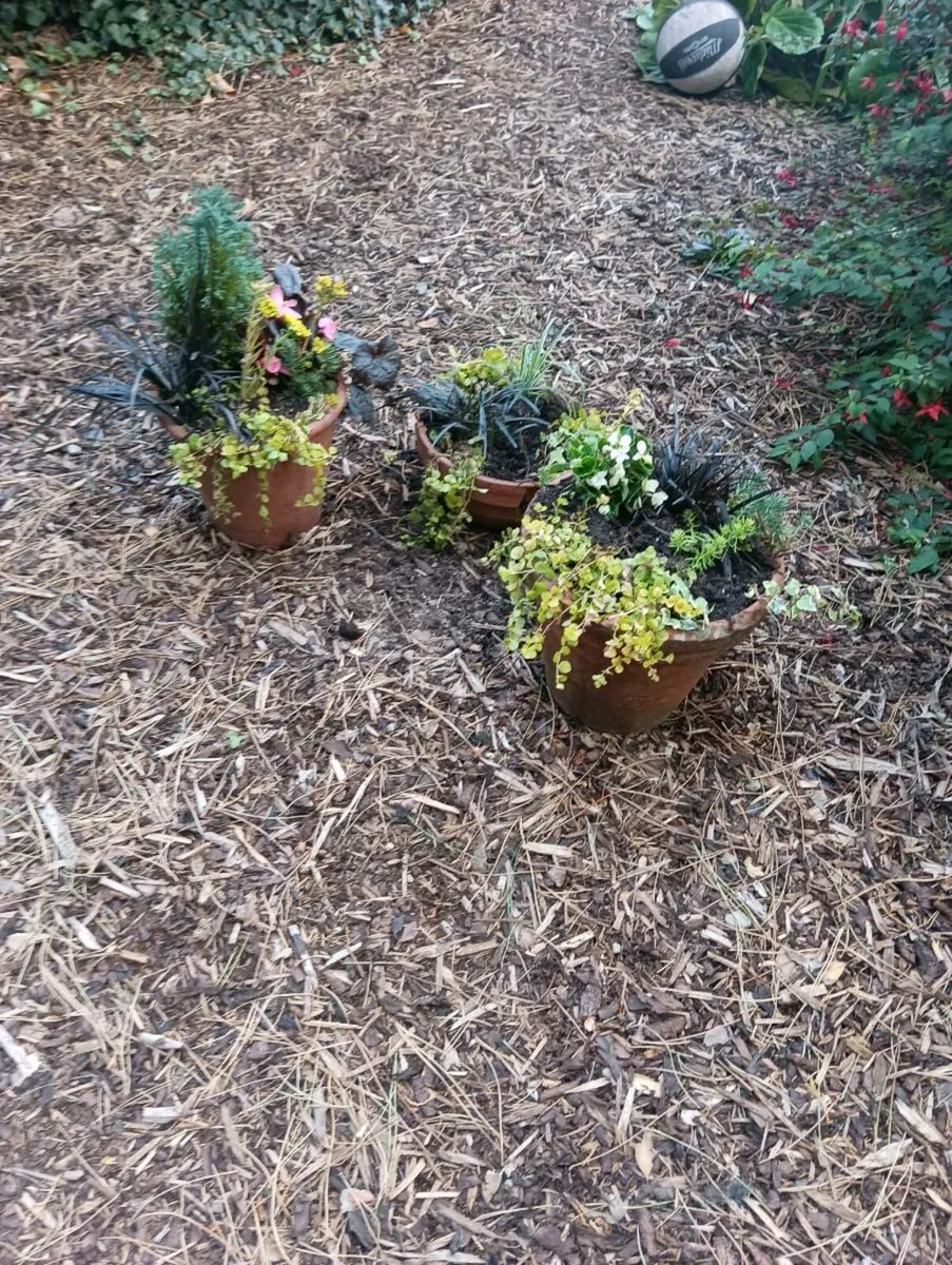3 beautiful terracotta large pots, - Image 1