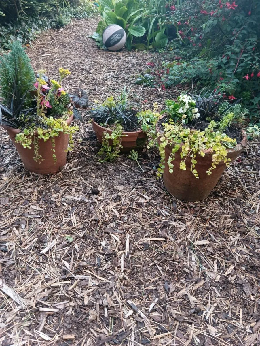 3 beautiful terracotta large pots, - Image 2