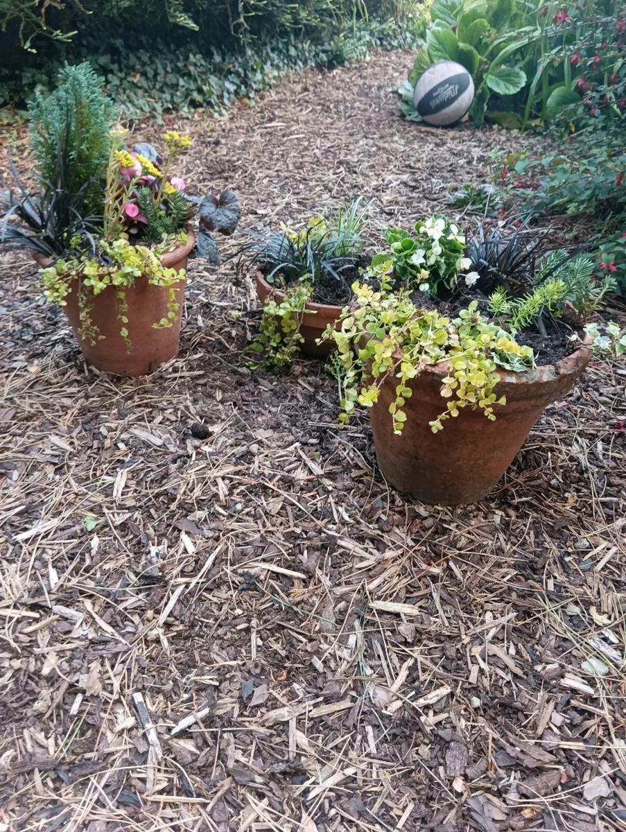 3 beautiful terracotta large pots, - Image 4