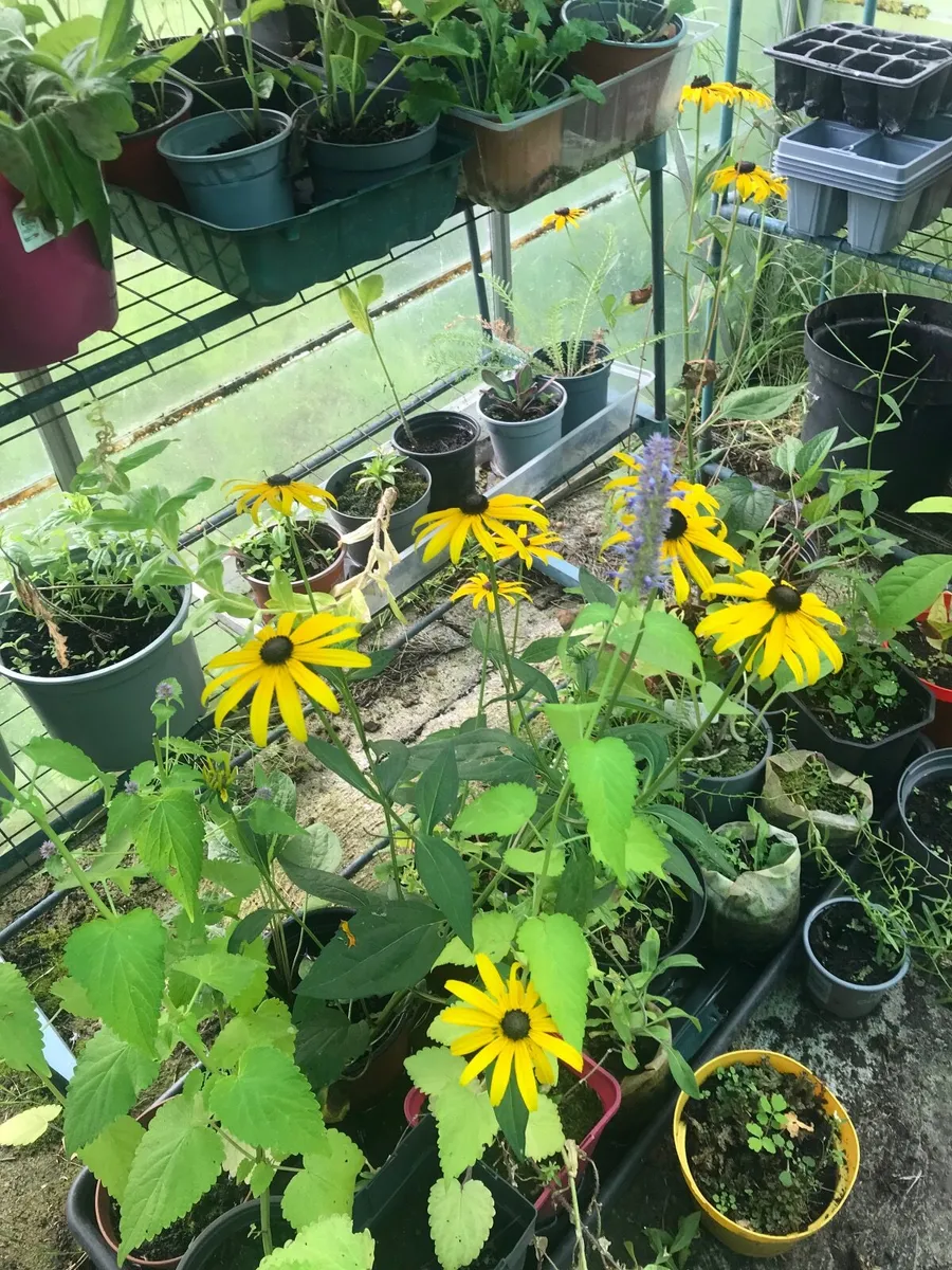 Perennial flowers - Image 1