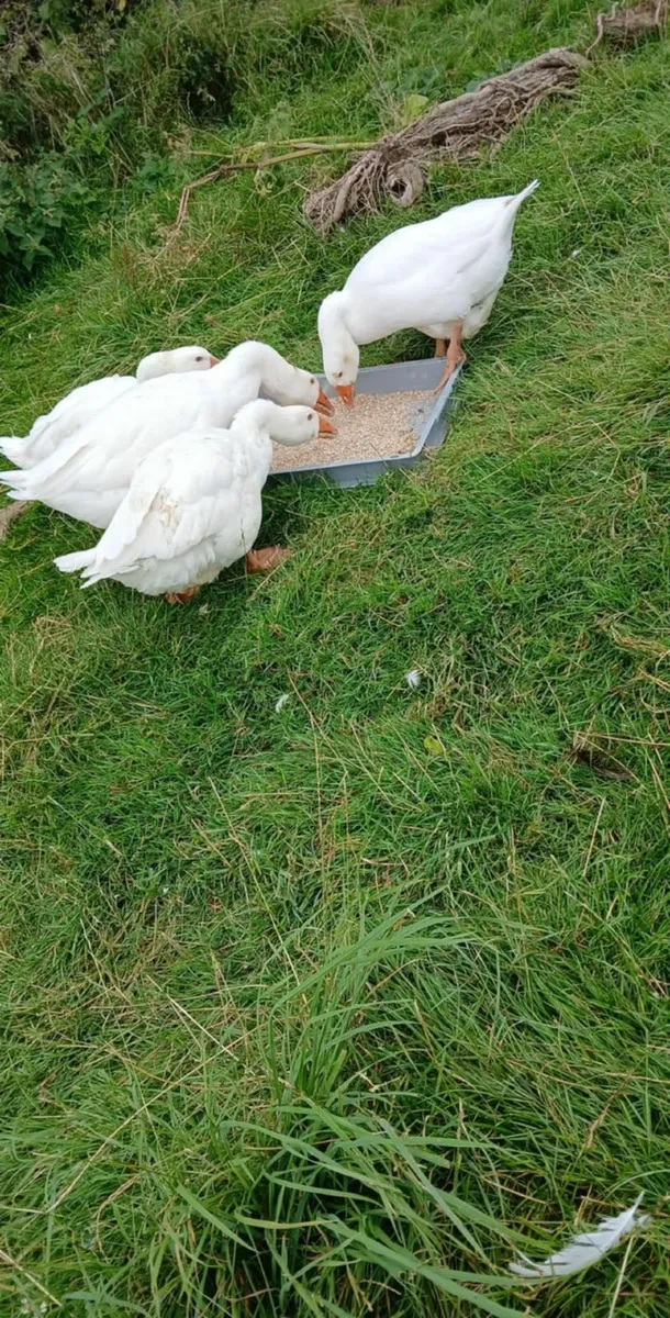 Geese flock lawnmowers - Image 1