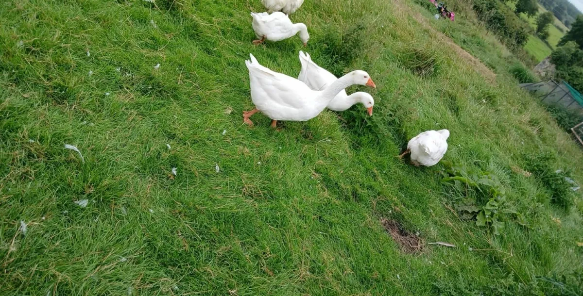 Geese flock lawnmowers - Image 2