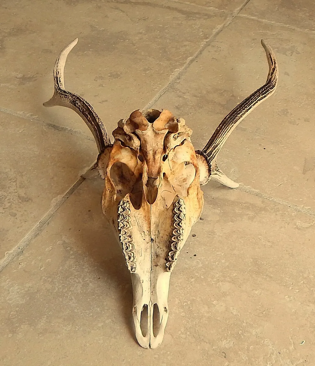 Deer Skull with Antlers - Image 3