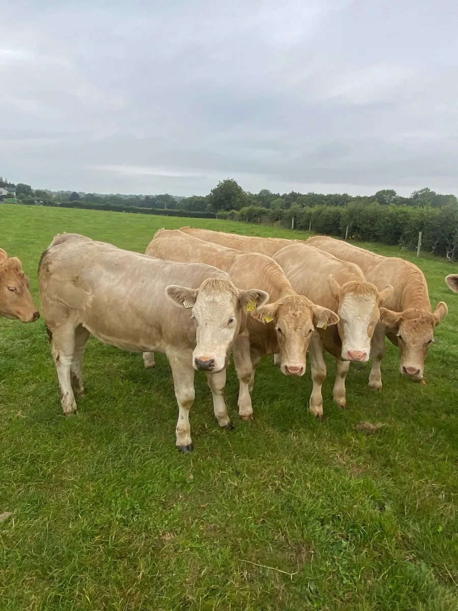 Heifers - Image 1