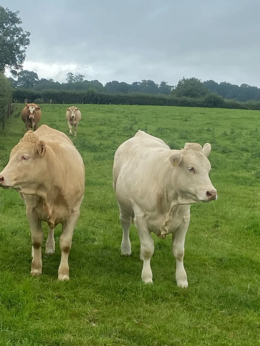 Heifers - Image 2