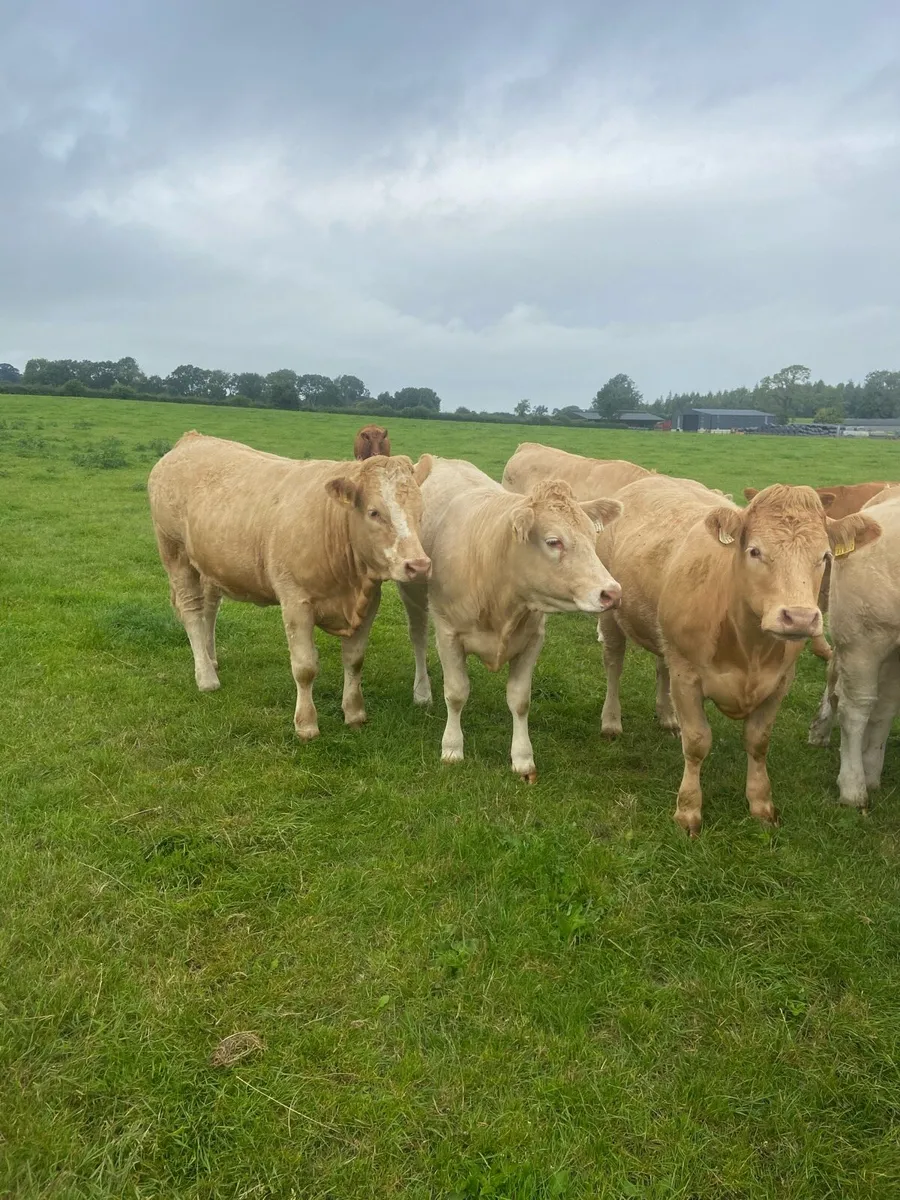Heifers - Image 3