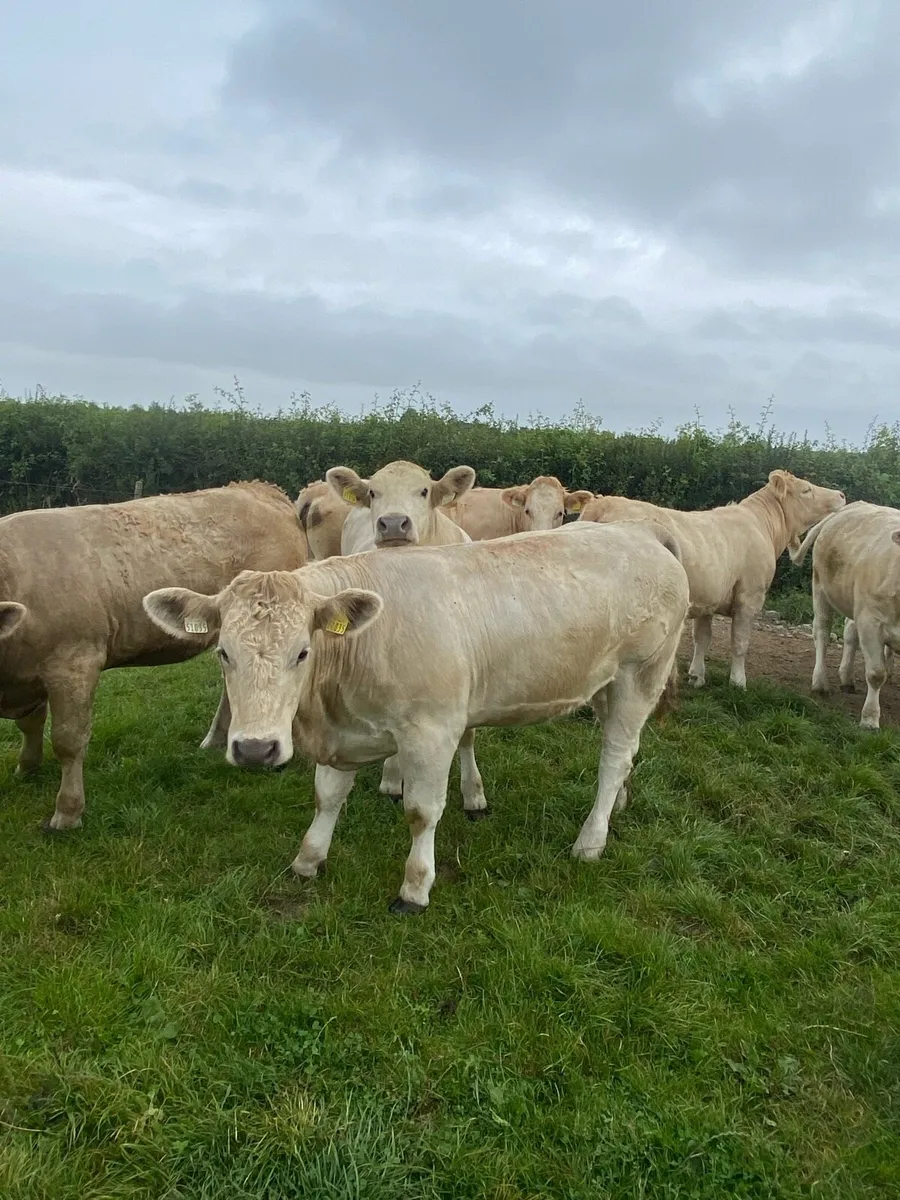 Heifers - Image 4