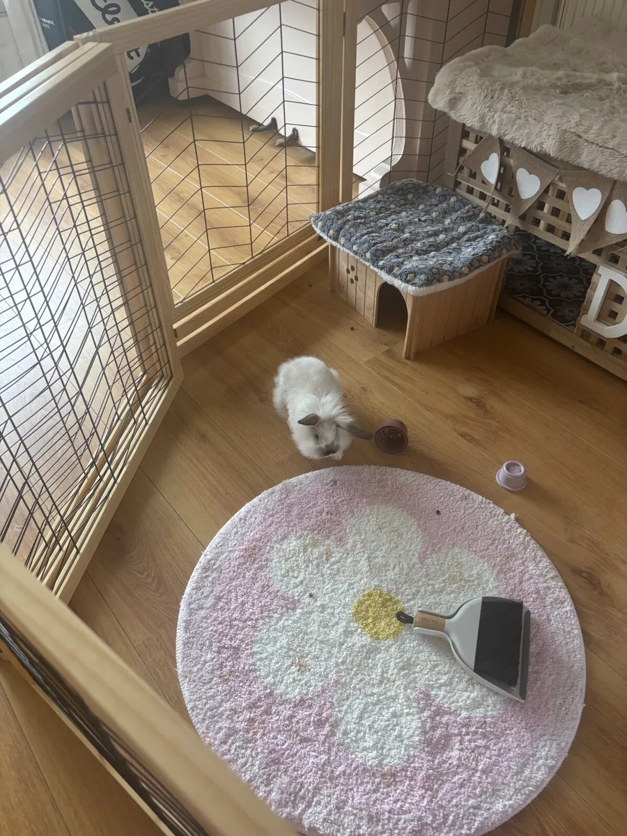 Lion head rabbit - Image 1