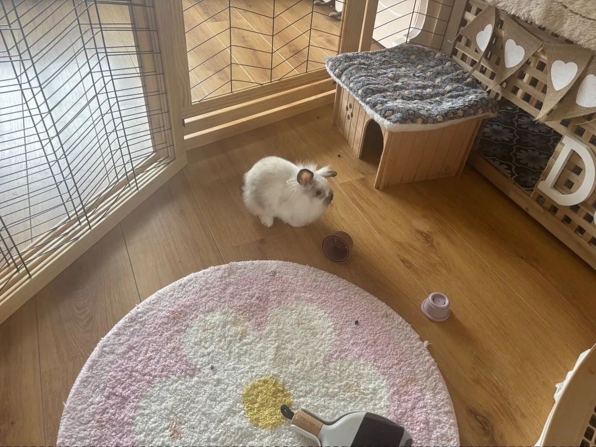Lion head rabbit - Image 2