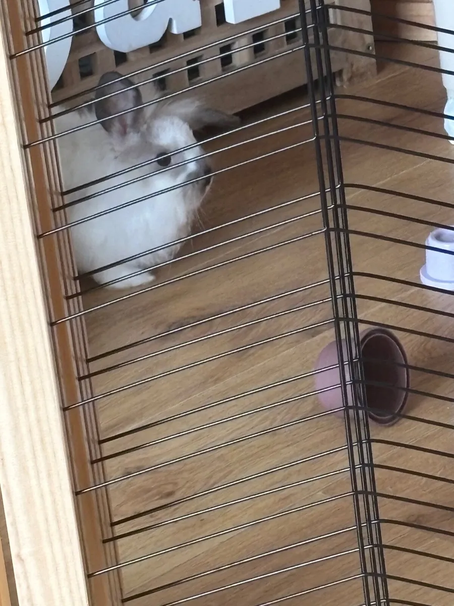 Lion head rabbit - Image 3