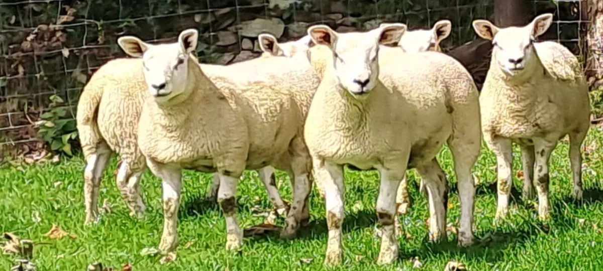 Organic Ewe Lambs - Image 1
