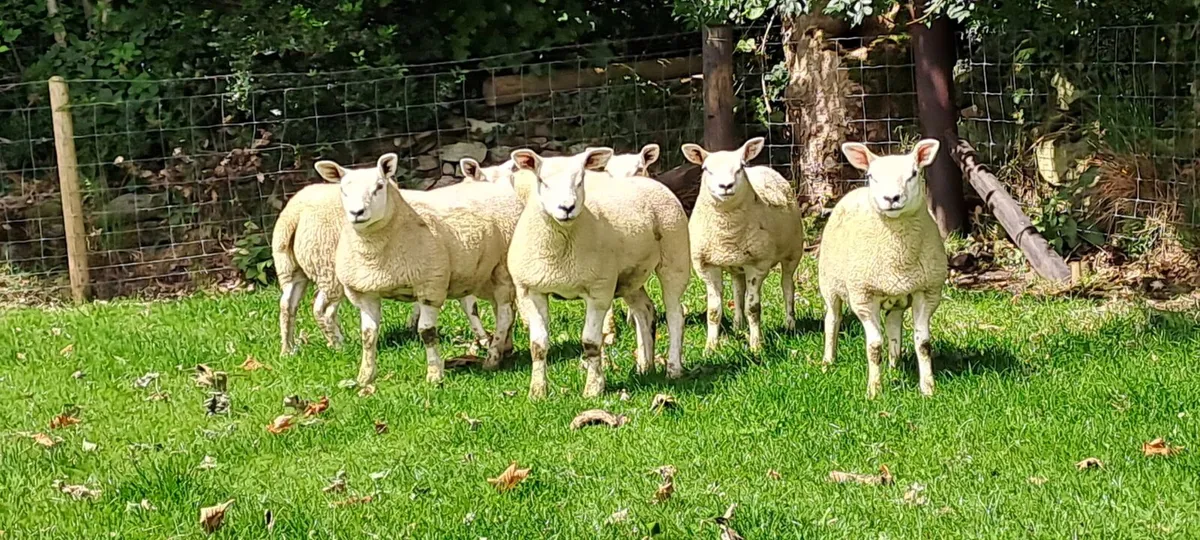 Organic Ewe Lambs - Image 2