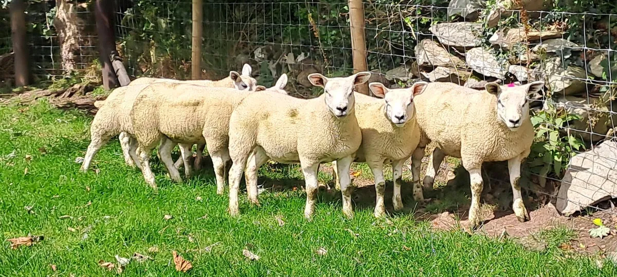 Organic Ewe Lambs - Image 3