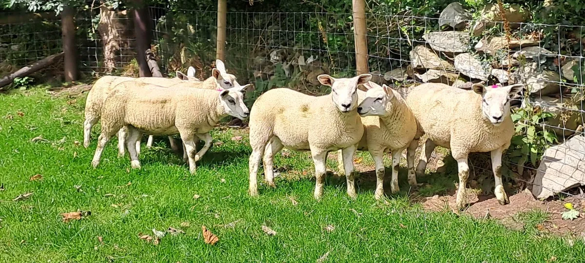 Organic Ewe Lambs - Image 4