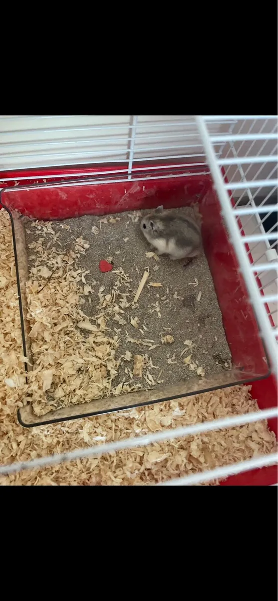 Hamster & Cage - Image 1