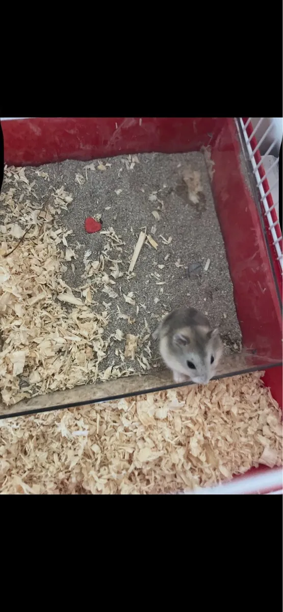 Hamster & Cage - Image 2