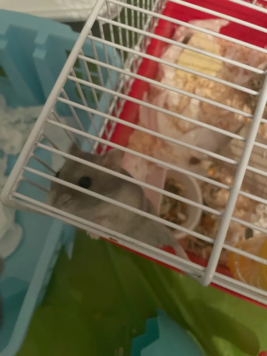 Hamster & Cage - Image 3
