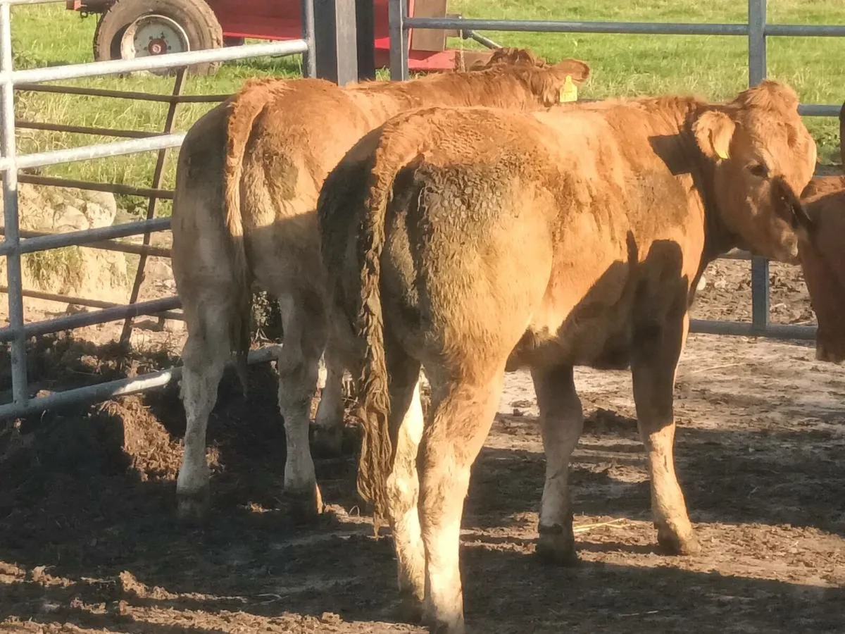 6  Top quailty U Grade LMX   Heifer's for sale - Image 4